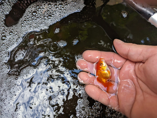 Oranda Goldfish - 1.5"-2.5"