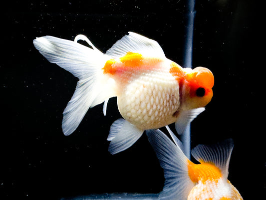 Crown Pearl Scale Goldfish
