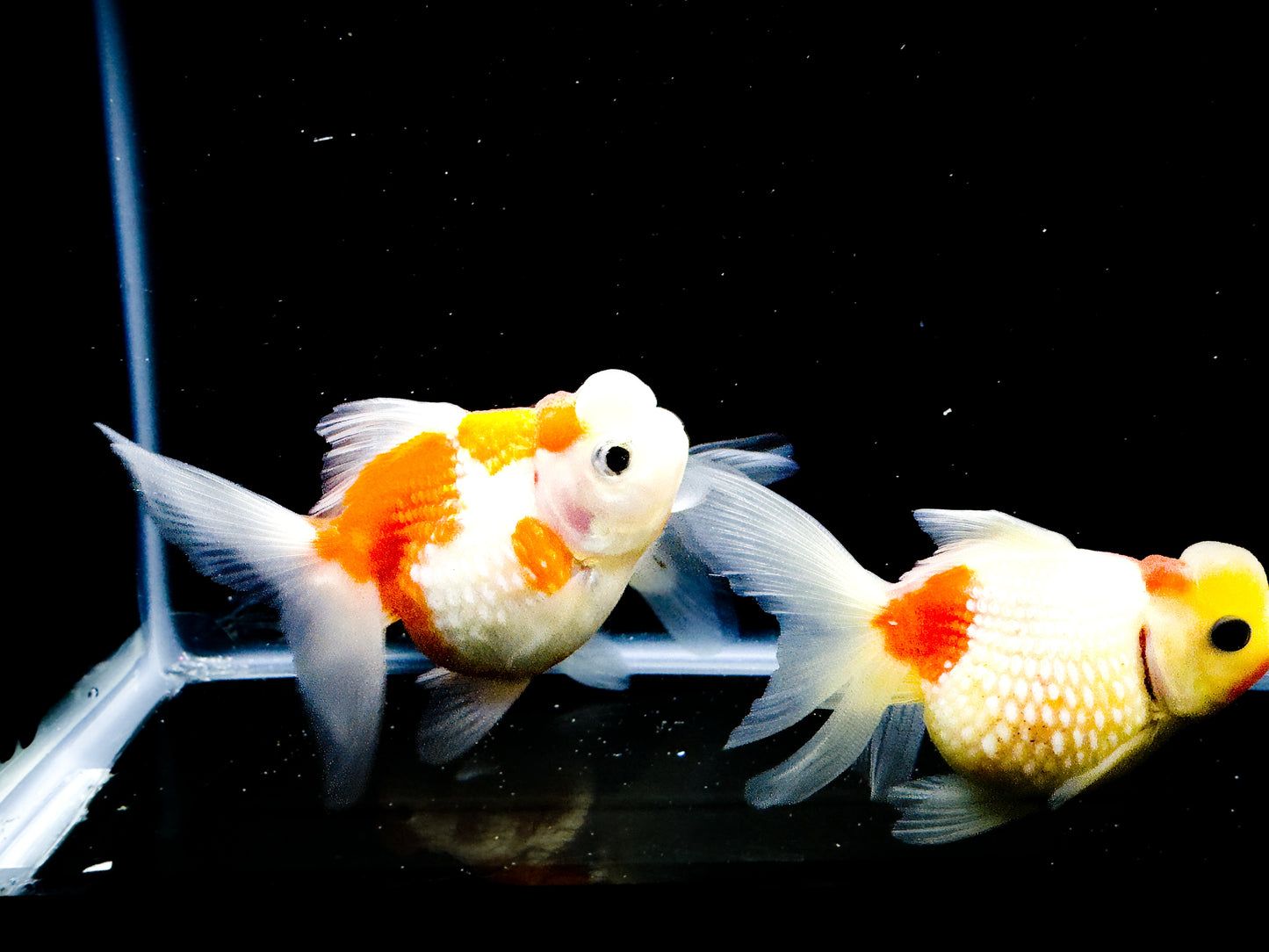 Crown Pearl Scale Goldfish