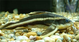 Striped Rafael Catfish