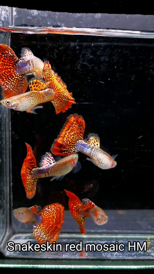 Snakeskin Fire Red Mosaic HM Guppy - Pairs