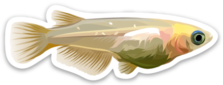 Gold Japanese Rice Fish (Medaka) - Sticker Decal