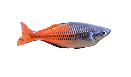 Boesemani Rainbowfish - Sticker Decal