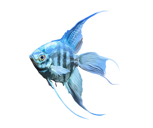 Philippine Blue Angelfish  - Sticker Decal