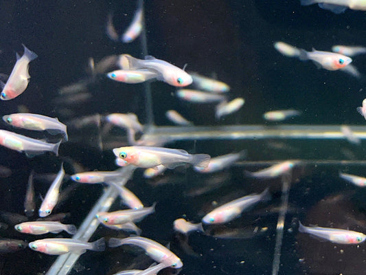 Japanese Rice Fish - Galaxy Pearl Medaka